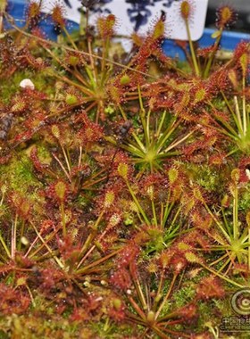 长柄茅膏菜D.intermedia毛毡苔食虫植物盆栽小虫草堂食虫草捕蝇草