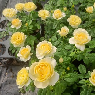 黃色果汁陽臺月季 勤花陽臺庭T院花園開花觀賞 果汁變種四季