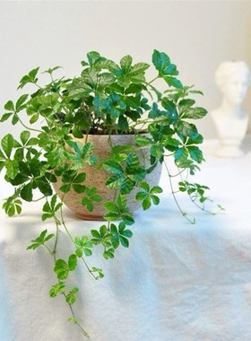 五叶地锦垂吊植爬墙爬藤被观叶10741地彩色户外室V内阳台庭地院栽