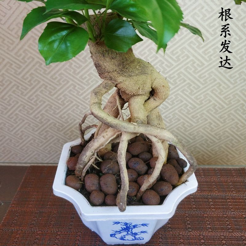 提根幸福树绿宝盆栽造型盆景室内小盆景阳台办公桌办公室盆栽