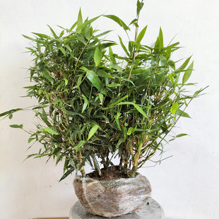 佛肚竹 罗汉竹 盆景室内盆栽 凤尾竹米竹龙竹盆栽 观赏竹子竹苗