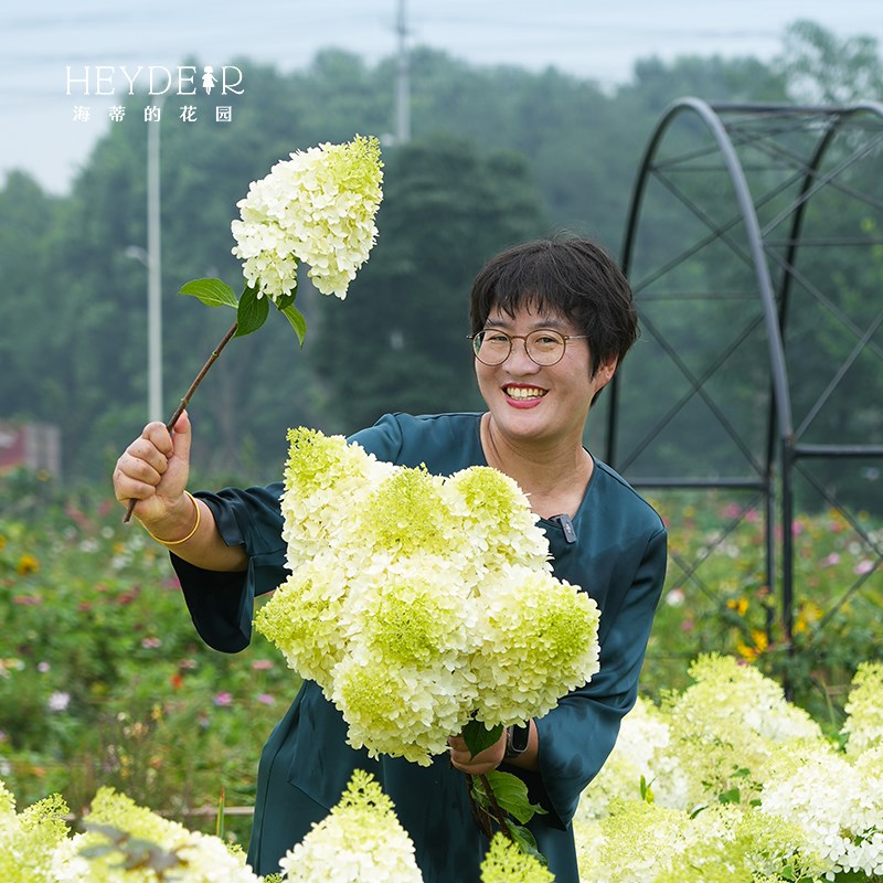 海蒂的花园圆锥绣球夏日美人香草草莓北方耐寒耐晒植物花卉盆栽