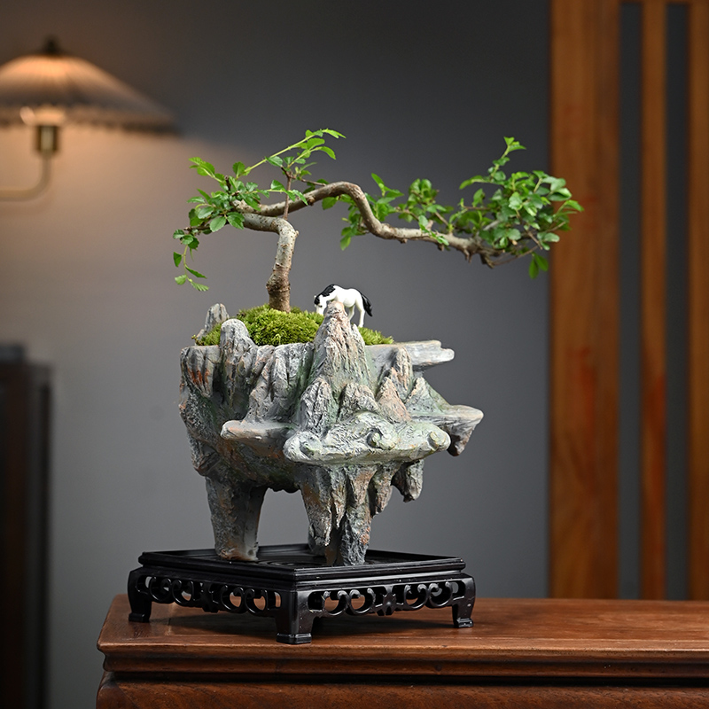 小叶榆树盆景悬崖式老桩办公室绿植桌面好养盆栽植物室内摆件禅意