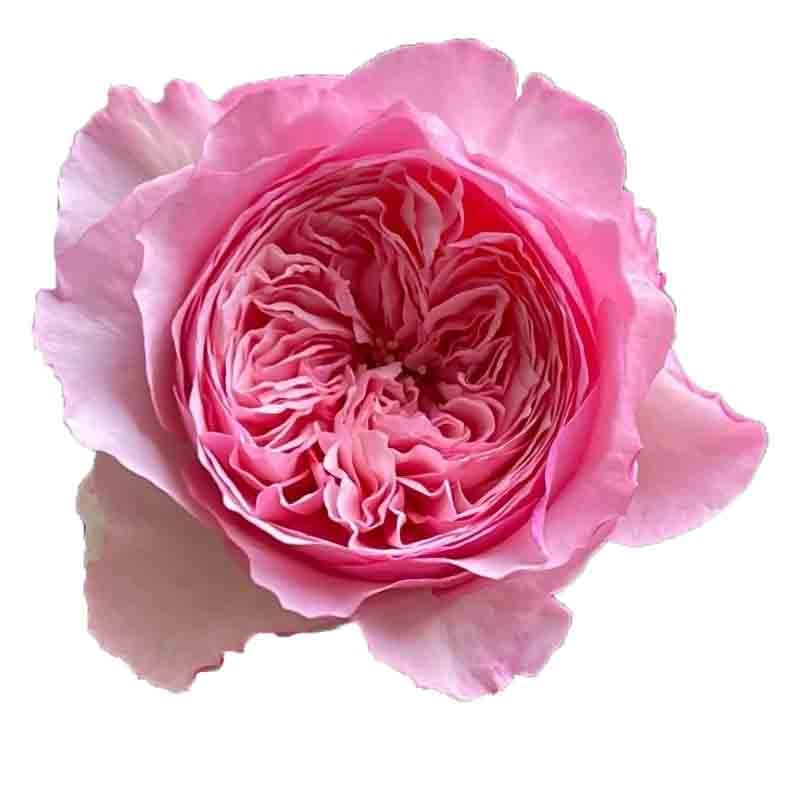 凯丽月季花苗四季浓香灌木大花苗阳台盆栽庭院地栽切花玫瑰欧月