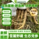 高海拔生态党参1斤新鲜现挖自然煲汤泡酒滋补养生炖鸡调味中药材