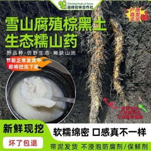 特产野品种雪山生态糯山药现挖新鲜高海拔雅安宝兴山药非铁棍山药