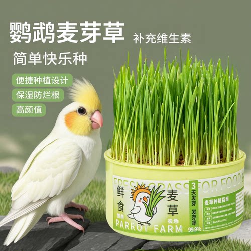 鹦鹉麦芽草粮奖励零食大麦种子啃咬饲料鸟草盒零食解闷防啄毛鸟粮