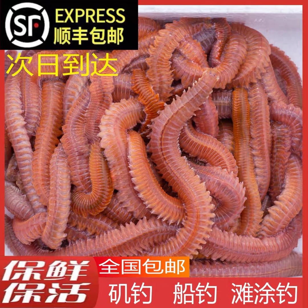 顺丰全国包邮 活沙蚕 红青虫 鱼饵 海蚯蚓路亚饵鲈鱼饵黄鱼饵