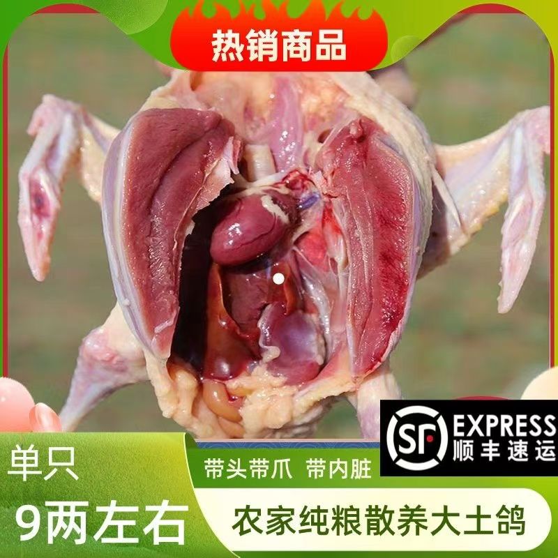 纯种散养土鸽顺丰冷运包邮带头带爪保留心肝老人孕妇滋补鸽子汤
