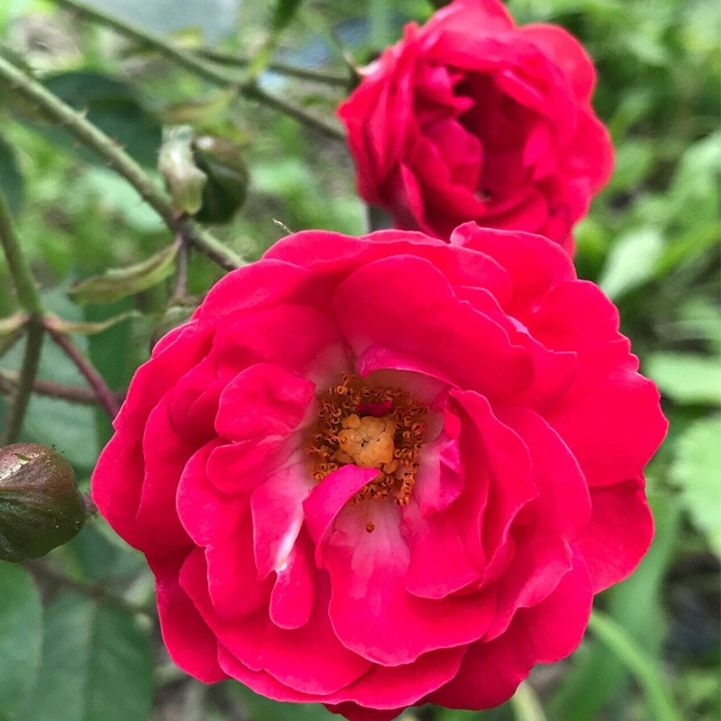 金边玫瑰花大苗盆栽可食用丰花玫瑰花苗浓香阳台庭院四季花卉植物