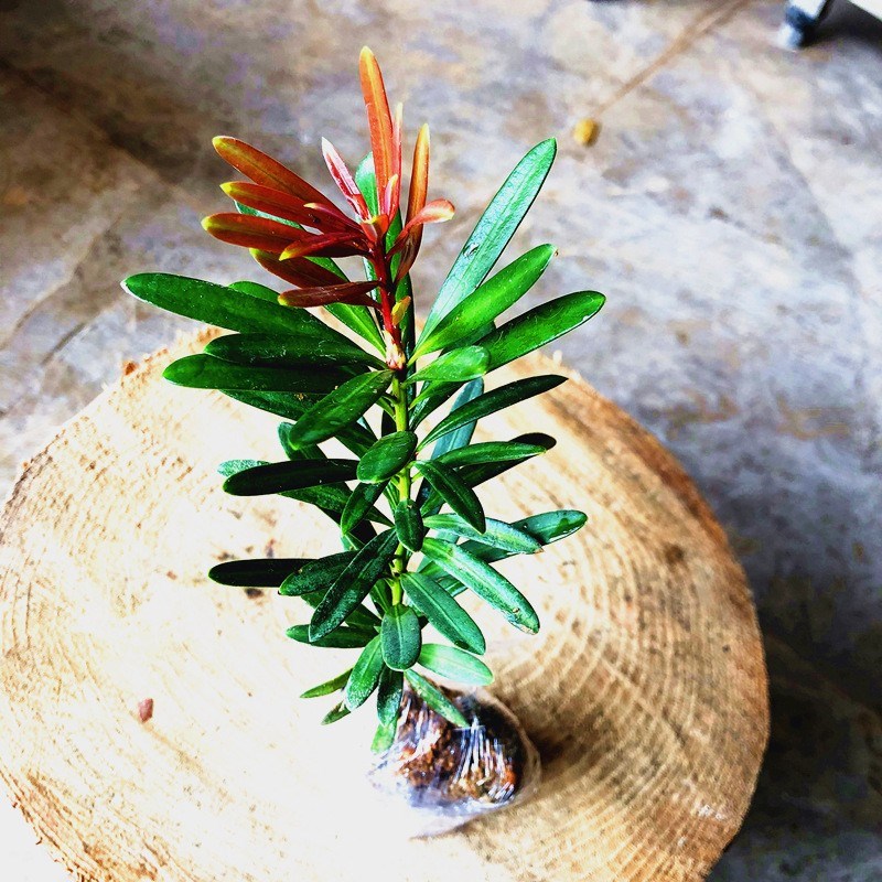 海岛红芽太子妃罗汉松造型盆景盆栽客厅旺宅新鲜花卉庭院绿植树苗