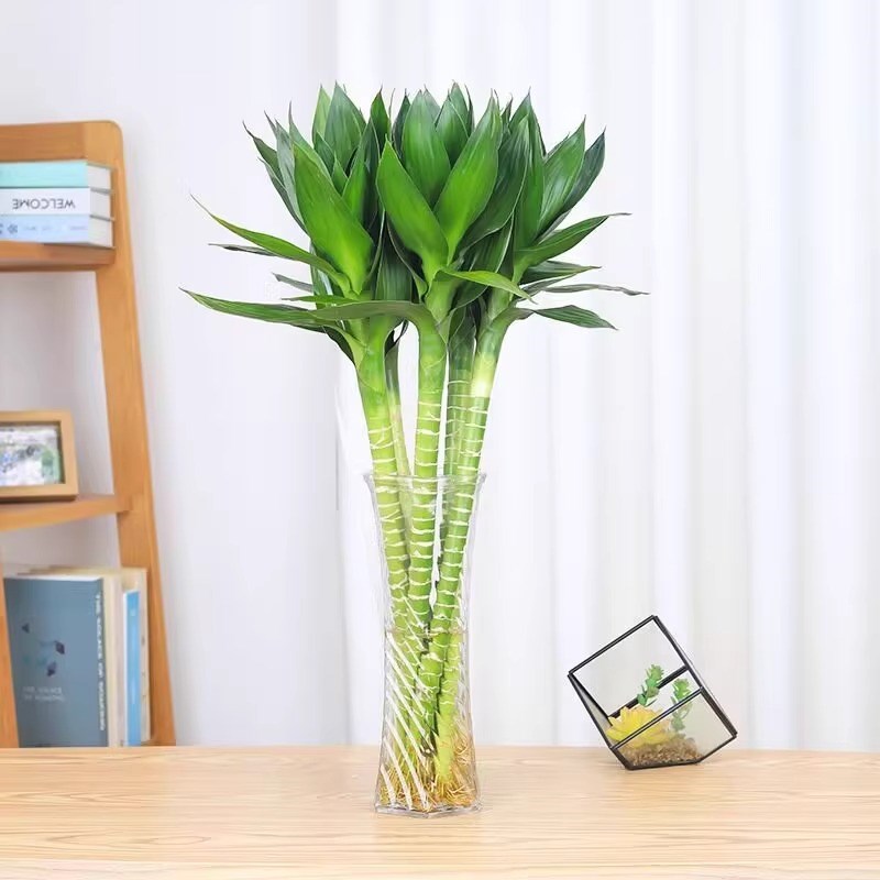 文昌竹带根观音荷花竹富贵竹水培养盆景植物室内观音4支读书专用