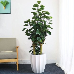 金钱树兜盆栽室内办公室客厅福禄桐绿植净化空气圆叶钱多多盆栽