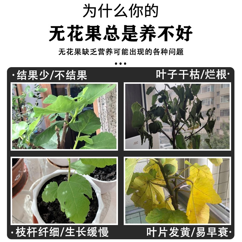 无花果专用肥料营养液无花果树肥料有机复合肥水果树肥盆栽种植肥