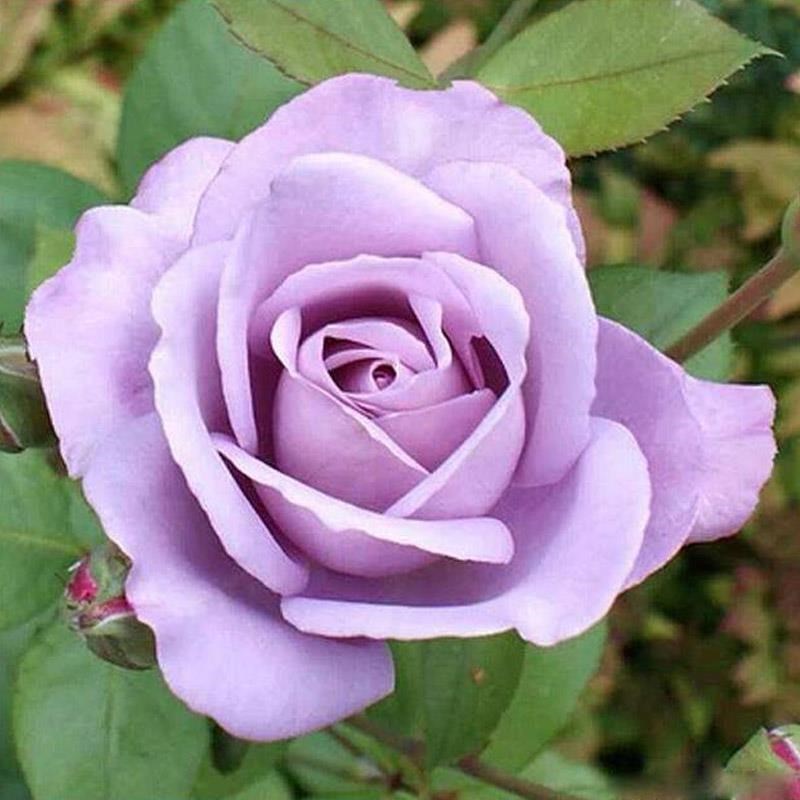 蓝丝带月季花大苗大花浓香玫瑰花盆栽植I物四季阳台庭院花卉绿植