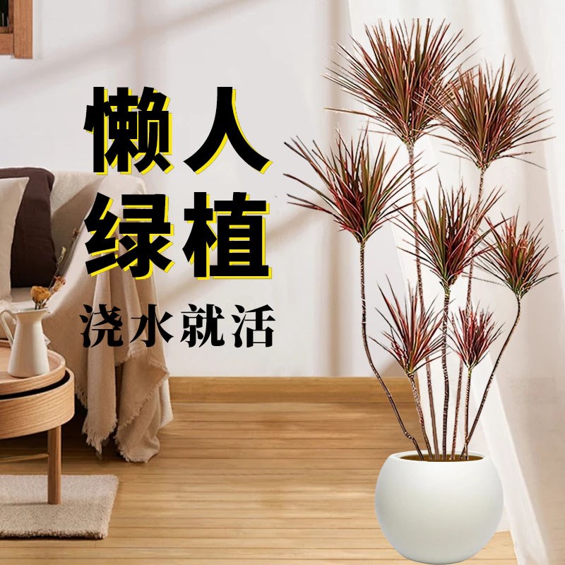 千年木客厅绿植大型植物盆栽造景室内好养七彩铁龙血树落地式真树