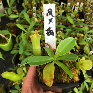 上市 店铺新品 风铃交葫芦猪笼草 食虫植物
