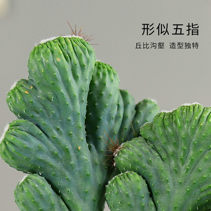 五指山仙人掌盆栽多肉植物大颗室内稀有品种耐旱小V绿植电脑防辐