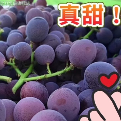 顺丰巨峰葡萄新鲜时令孕妇水果大粒葡萄5斤整串东北葡萄7