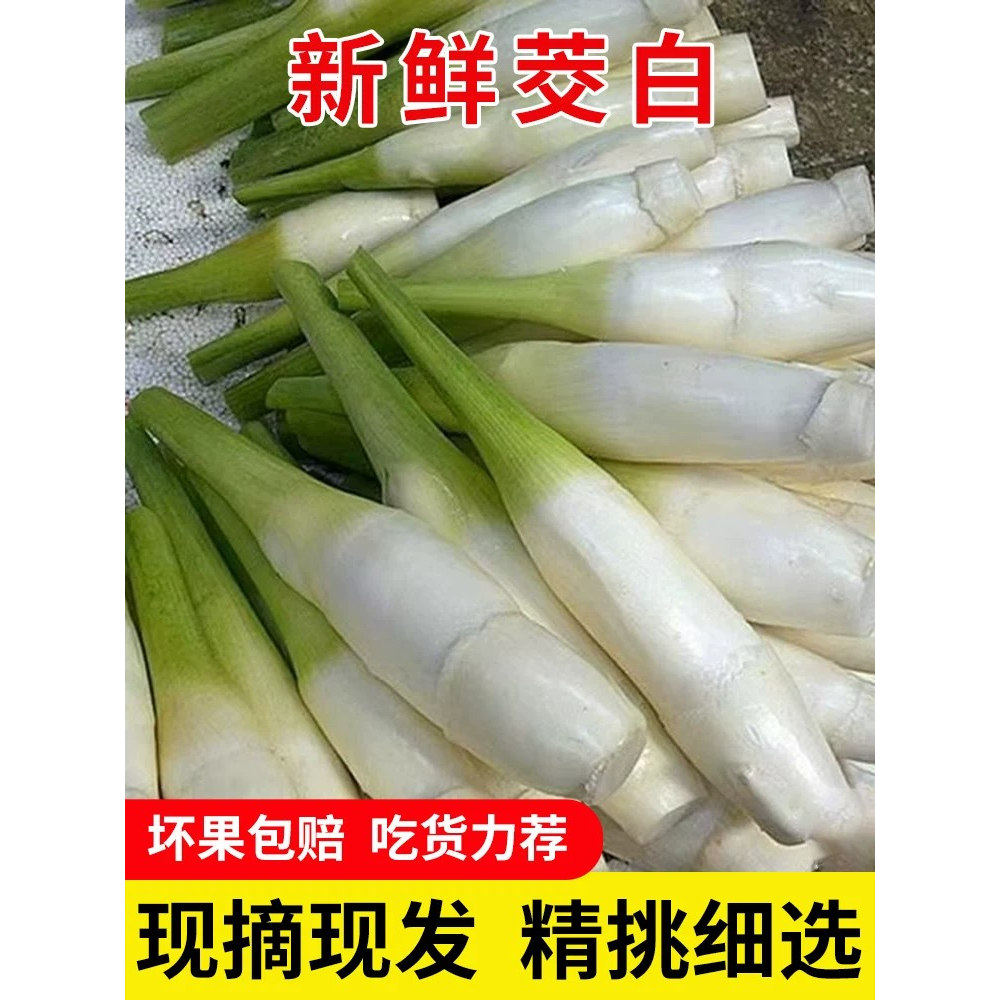 茭白新鲜当季蔬菜现摘茭瓜浙江茭白笋高山交胶白时令野生应季批发