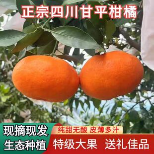 正宗甘平小金牛柑橘皇后当季新鲜现摘应季水果桔子整箱甘甜新鲜