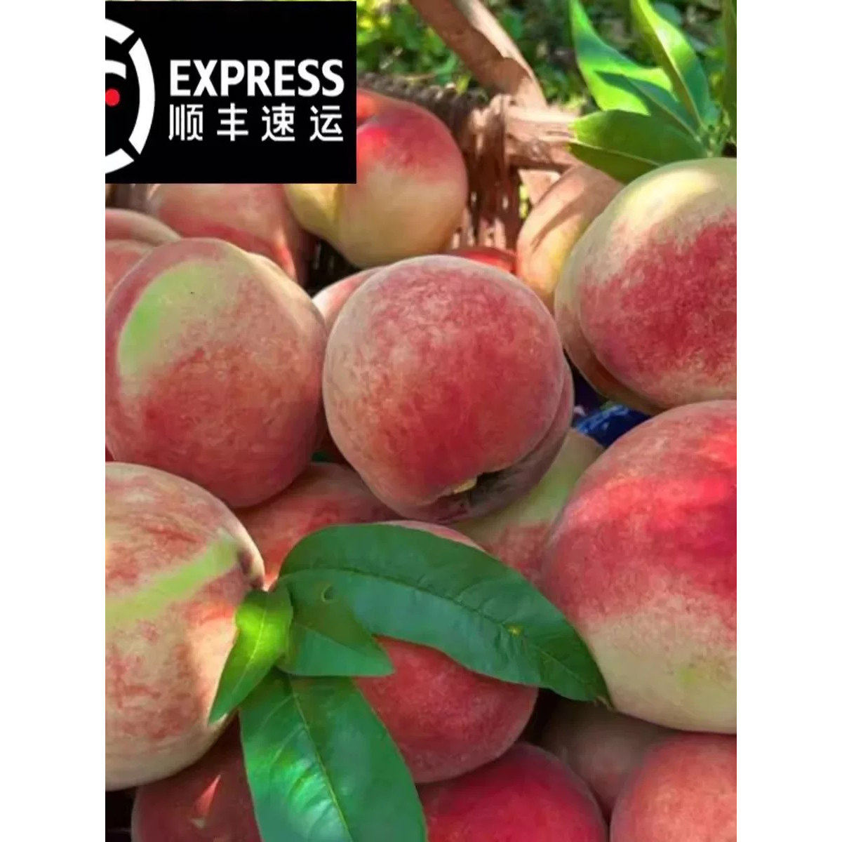 脆甜脆桃毛桃子水蜜桃六月桃好吃浙江当季水果小蜜露新