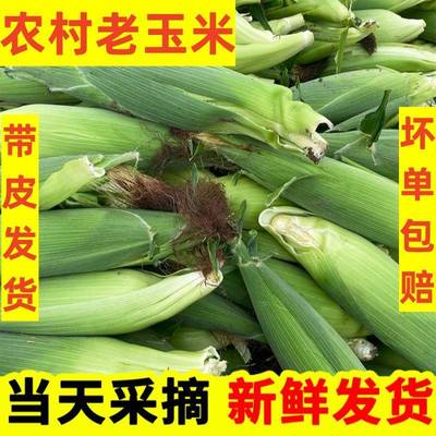 新鲜传统老式笨玉米老玉米5斤黄老玉米包邮现摘带皮苞米棒非甜糯