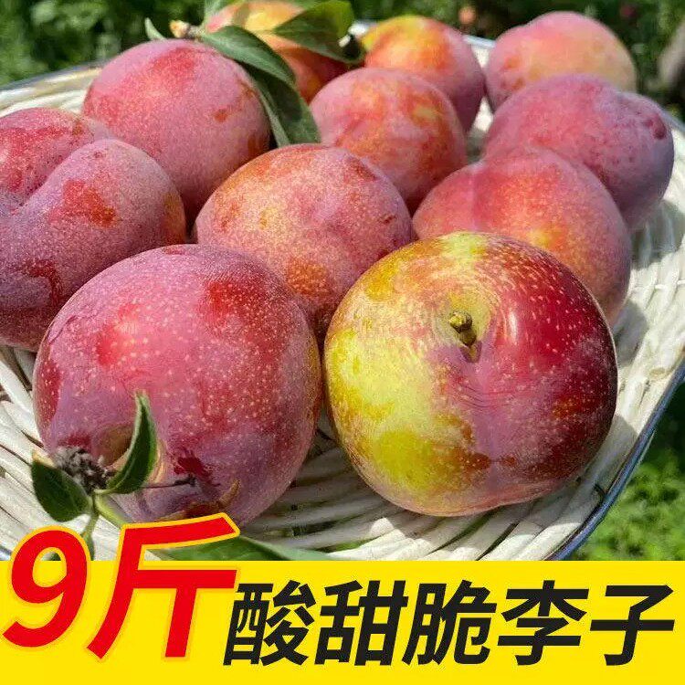 东北大红袍李子特产脱骨脆甜干碗红布林李子新鲜应季水果9斤