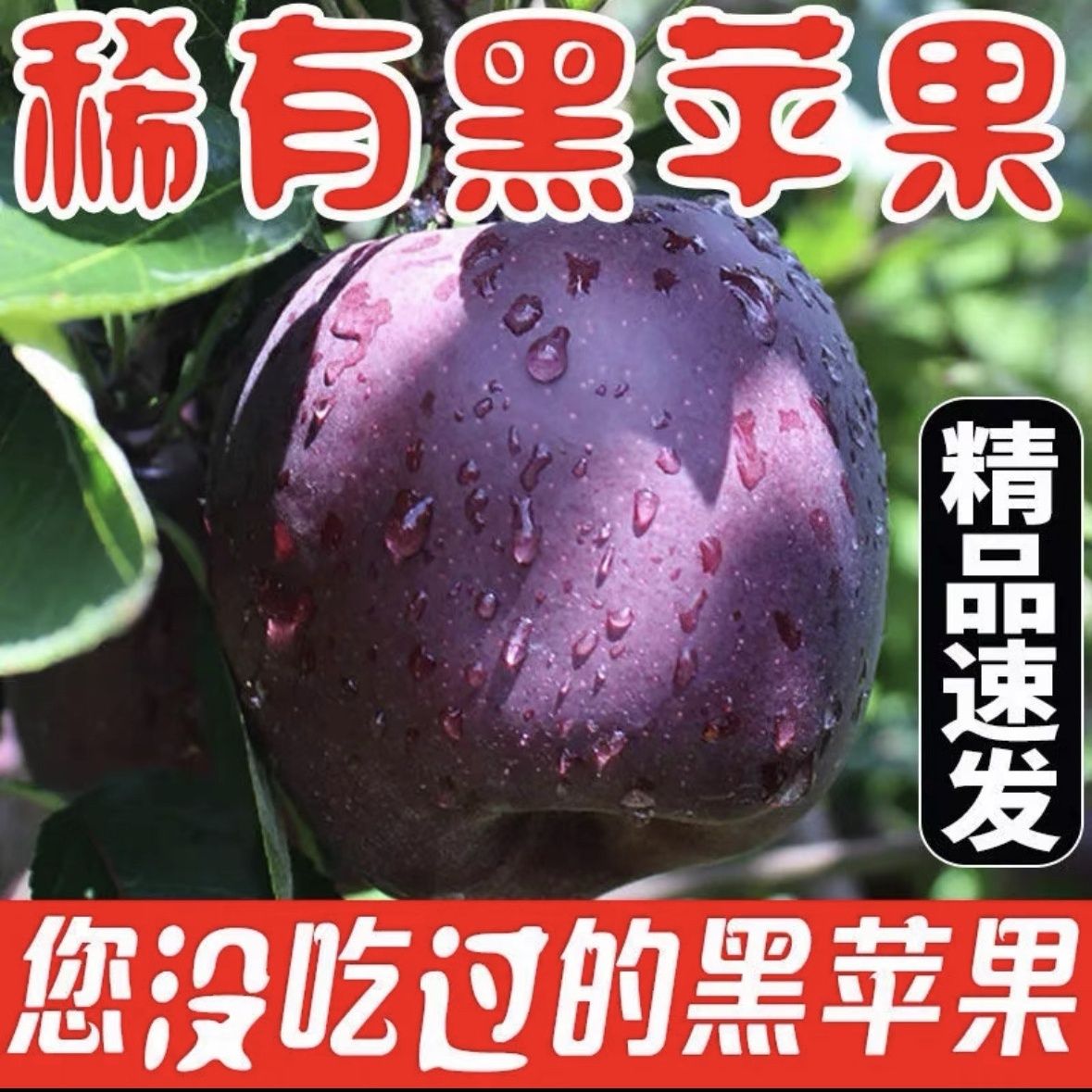 正宗黑卡苹果高端水果花牛苹果黑钻苹果粉面甜高品质黑皮苹果图片