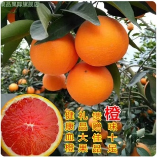 摘湖北秭归血橙新鲜水果红橙香甜橙薄皮红心肉橙伦晚橙子10斤包邮