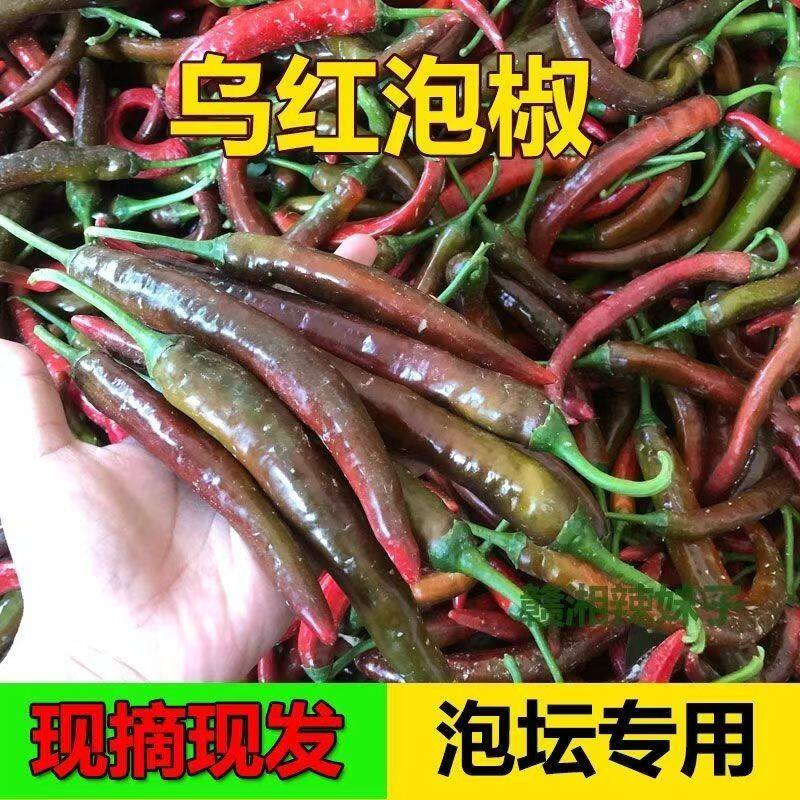新鲜紫红辣椒泡菜辣椒青乌红小辣椒酱色辣椒乌红四川朝天椒