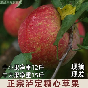 四川甘孜冰糖心红苹果高原甘州黄草坪康定达杠新鲜水果产自泸定