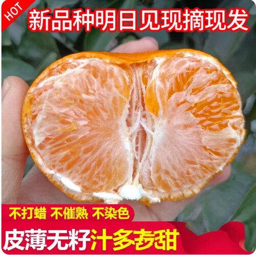 正宗明日见阿斯密橘子新鲜现摘当季柑橘皇后
