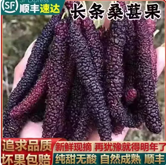 顺丰包邮云南长桑葚新鲜云南长桑果当季水果新鲜桑葚长条现摘现发