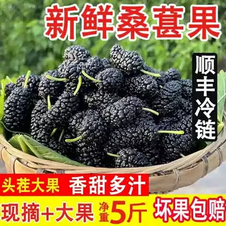 新鲜冷冻桑葚现摘现发天然孕妇水果新鲜黑桑酵素桑椹整箱4斤顺丰