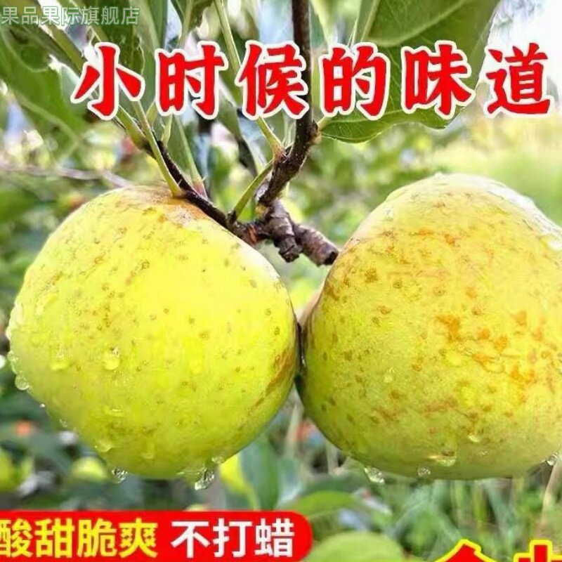 现摘金帅青苹果新鲜酸脆甜山孕妇苹果应季丑苹蒙昭果9斤装整箱