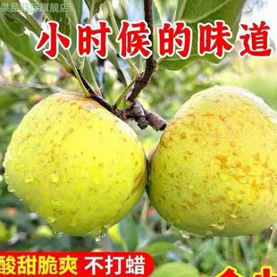 现摘金帅青苹果新鲜酸脆甜山孕妇苹果应季丑苹蒙昭果10斤装整箱