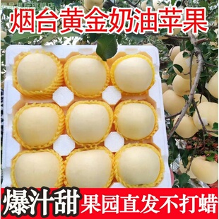 栖霞奶油富士苹果牛奶脆甜水果5斤黄金维纳斯黄元帅产自山东烟台