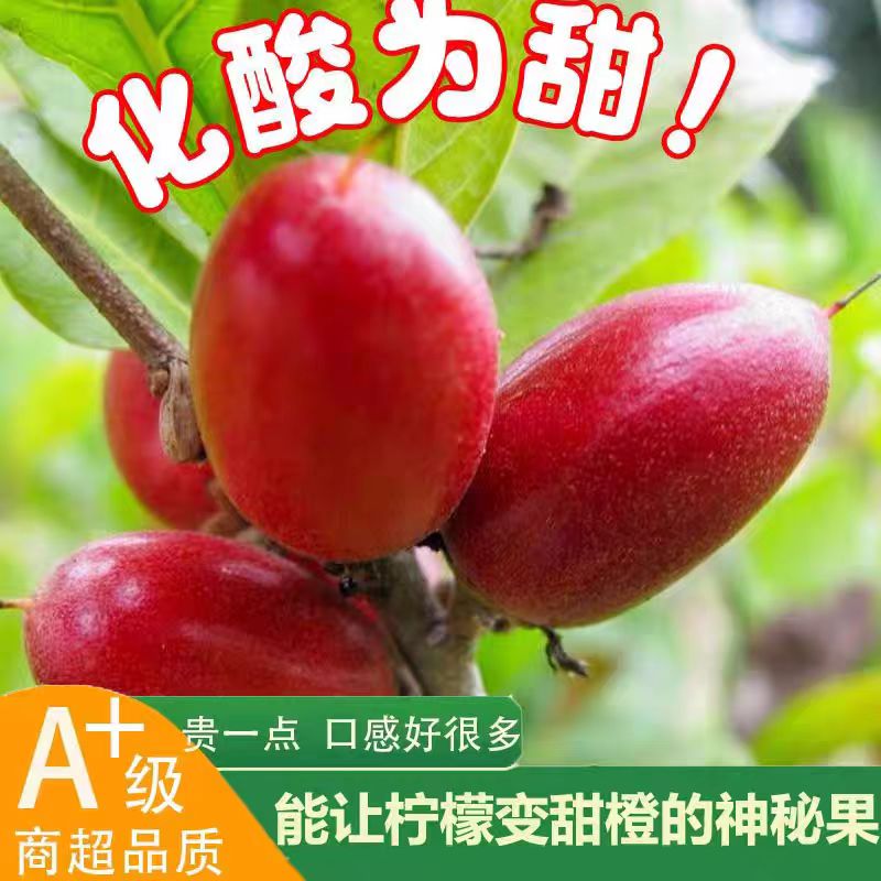 神秘果鲜果酸变甜变味果 蜜拉圣果 神奇改变味觉果干 解酒