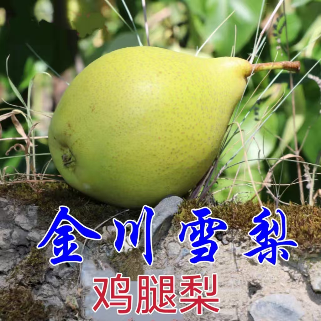 阿坝州金川县 金川雪梨 鸡腿梨 我老家 海拔2000m原生态孕妇可吃
