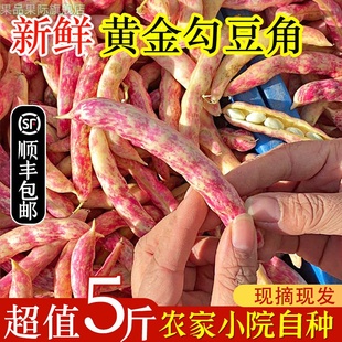 速冻黄金钩豆角4斤东北特产黄金勾新鲜蔬菜八月忙油豆角勾黄豆角