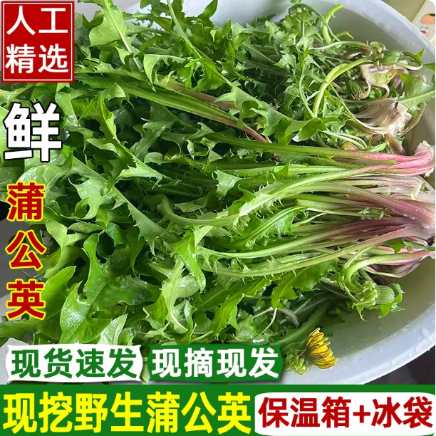蒲公英野生新鲜现挖可带婆婆丁蘸酱纯野生菜苦嫩叶草苗包邮
