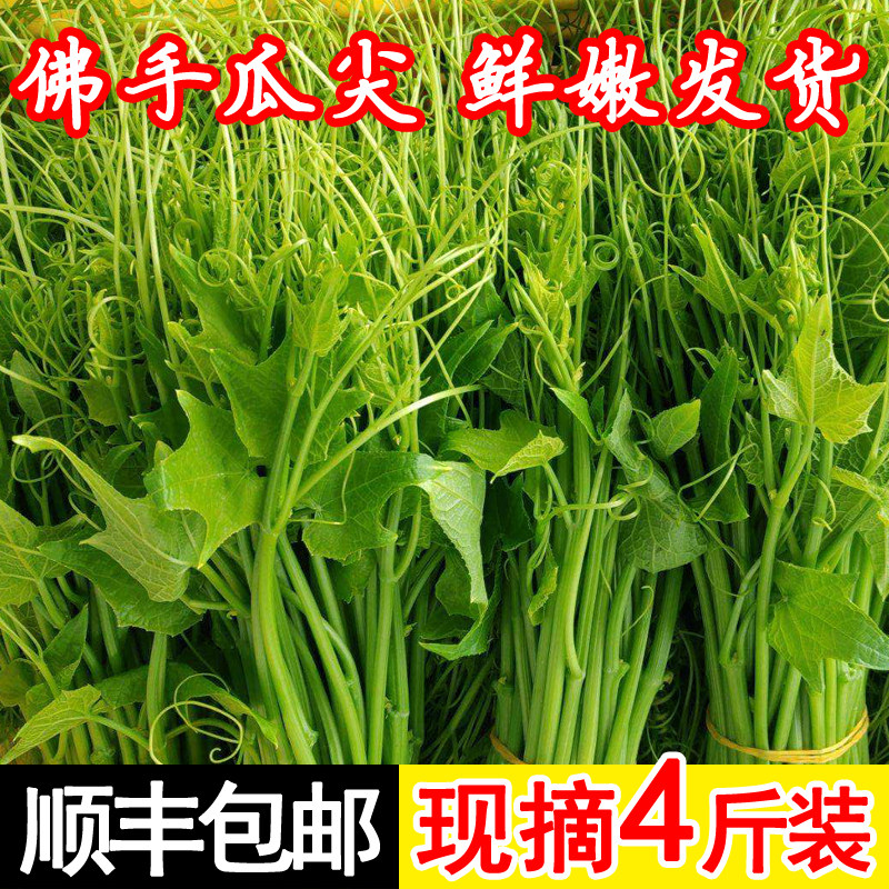 瓜尖新鲜佛手瓜尖现摘蔬菜洋瓜尖农家自种食用佛手瓜藤蔓龙须菜