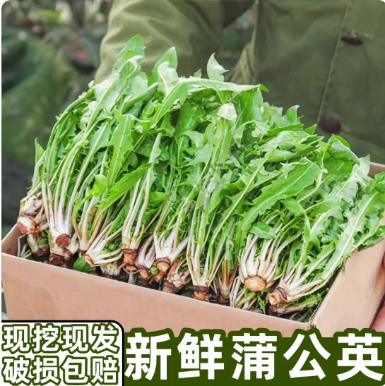 新鲜蒲公英现挖婆婆丁山野菜新鲜山菜特产苦菜苦麻子包邮蘸酱菜