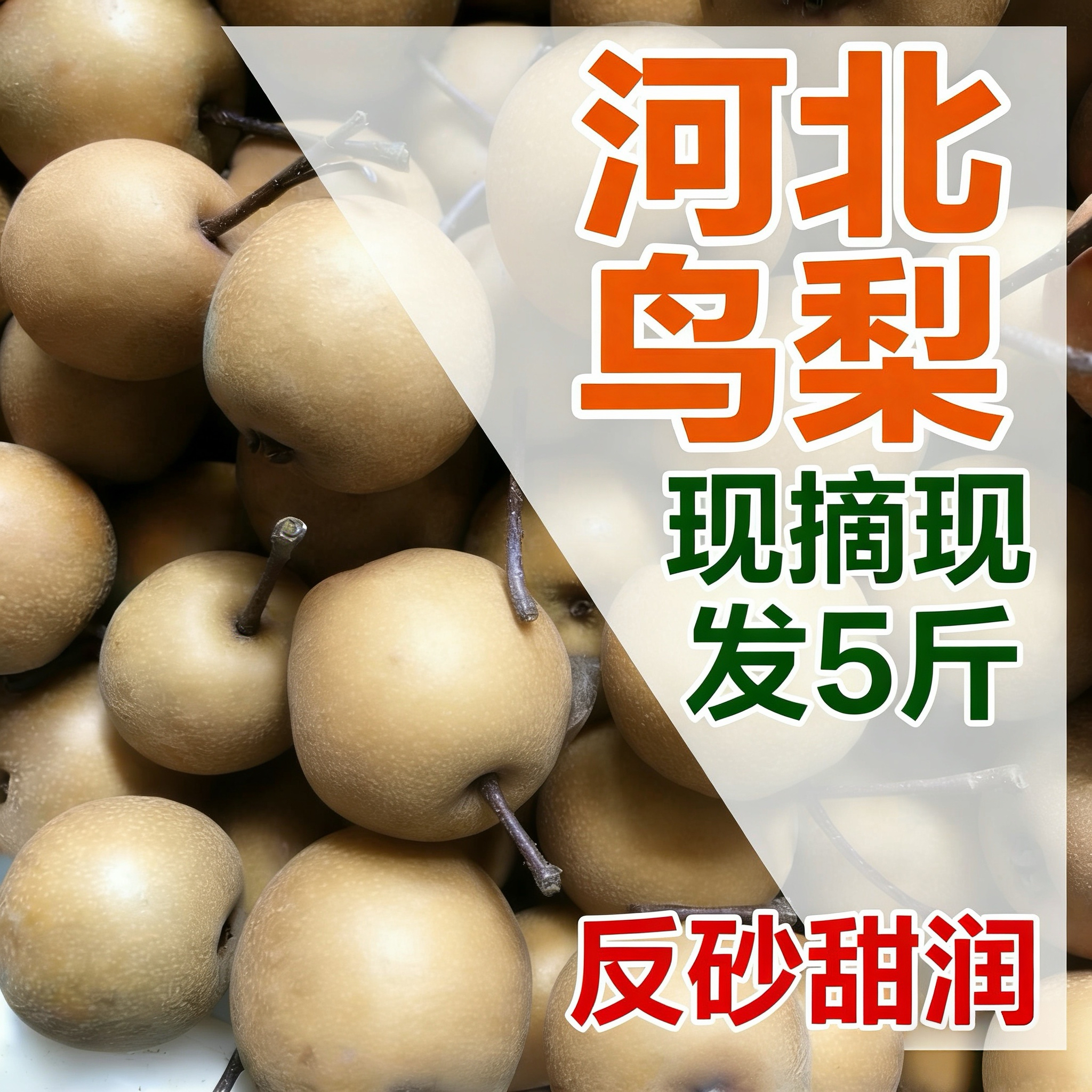现摘现发河北新鲜鸟梨5斤野生棠梨子 当季反砂小糖梨 可盐可甜