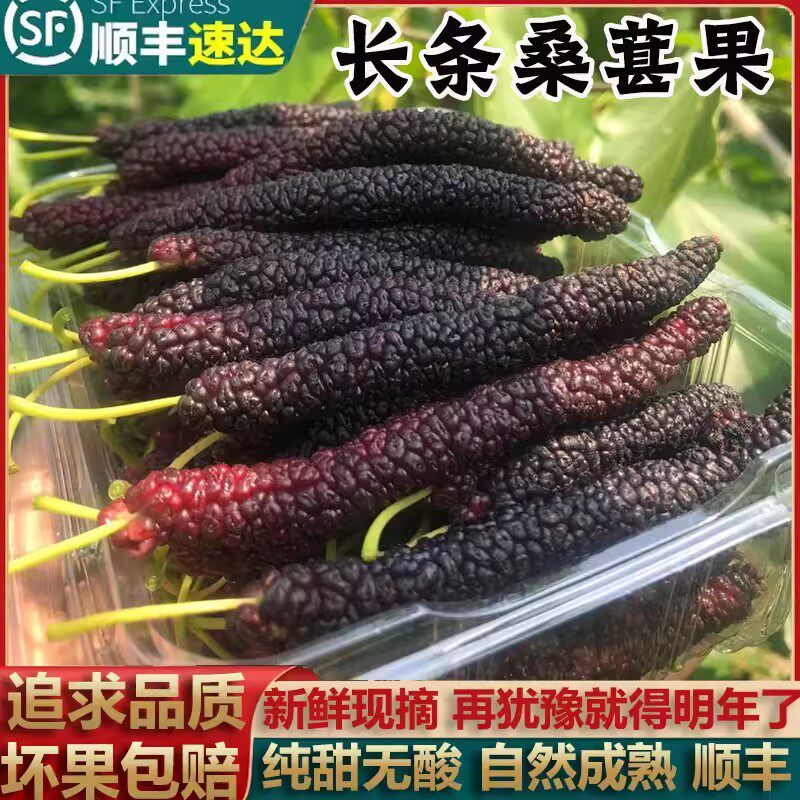 顺丰包邮长桑葚新鲜云南长桑果当季水果新鲜桑葚长条现摘3盒