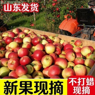 25年现摘嘎啦苹果新鲜水果山东红旮旯脆甜小苹果早熟刮泥今年