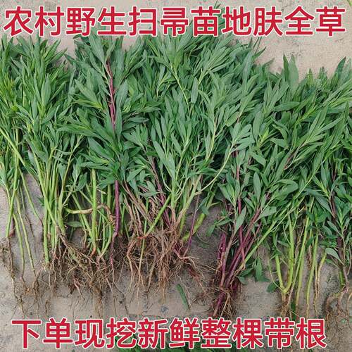 下单现挖新鲜野生整棵带根地肤子全草地肤草扫帚菜扫帚苗入药煮水