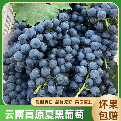 现摘云南夏黑葡萄无籽核整串黑蜜非巨峰葡萄黑加仑现摘现发