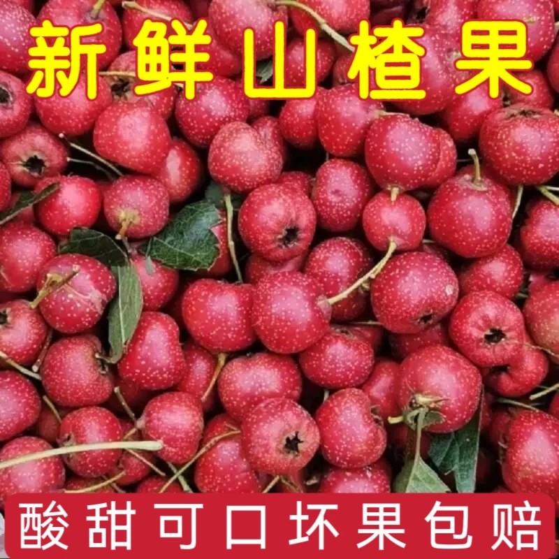 新鲜山楂果山楂鲜果大果鲜山楂现摘甜红子冰糖葫芦红果泡酒山里红